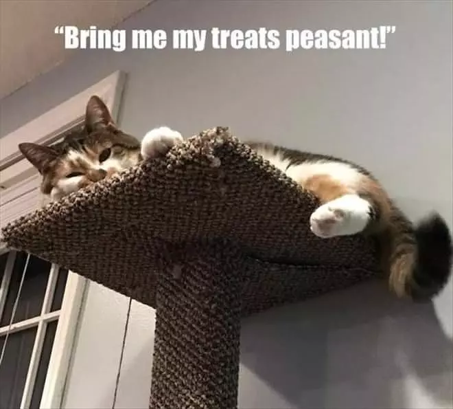 Bring Me My Treats