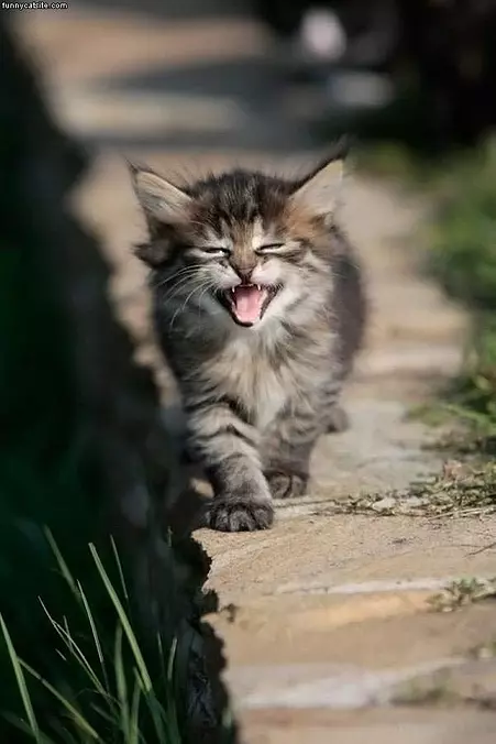 Laughing Cat