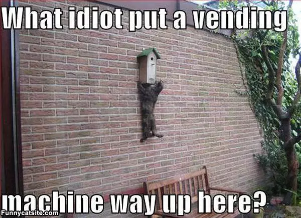 What Idiot