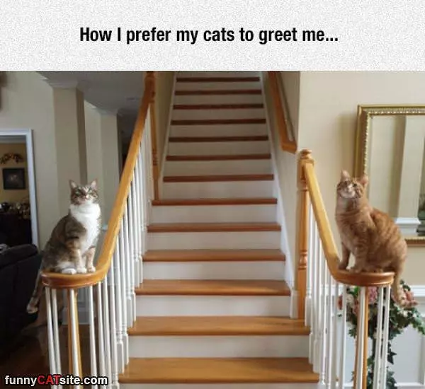 Prefer Them To Greet Me