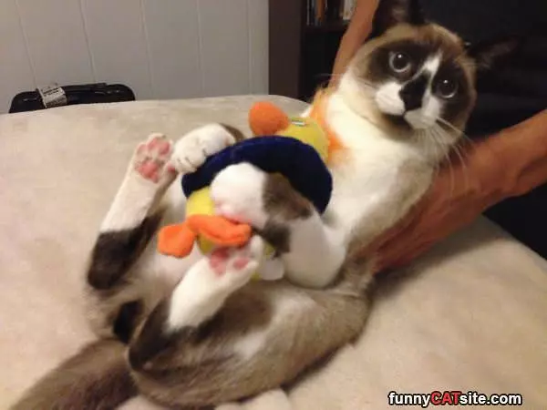 Play Time Is Great