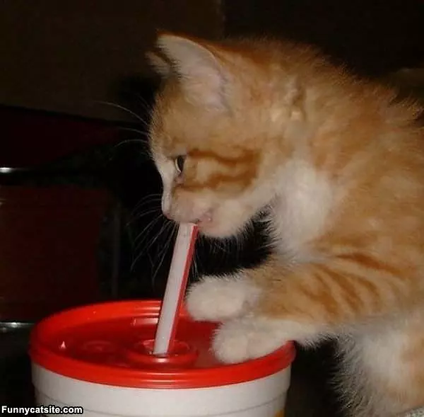 Little Sip