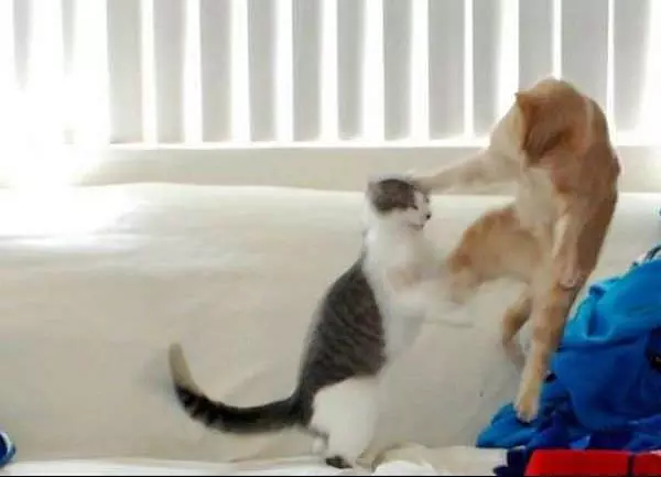 Cat War