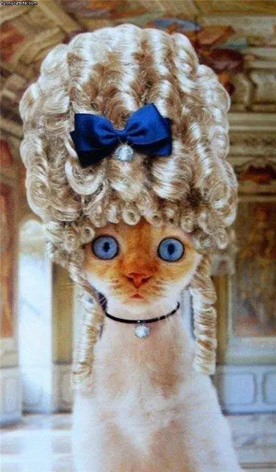 Wig
