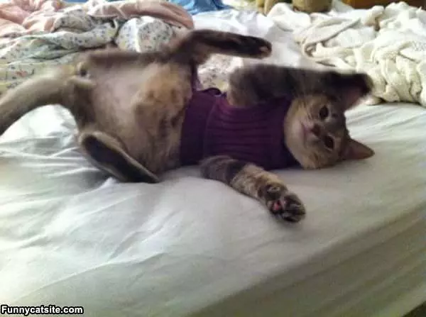 Not A Sweater Fan