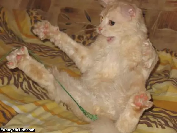 Whaaaa Cat