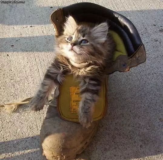 Boot Cat
