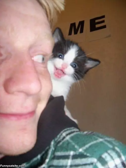 Hehehe Cat