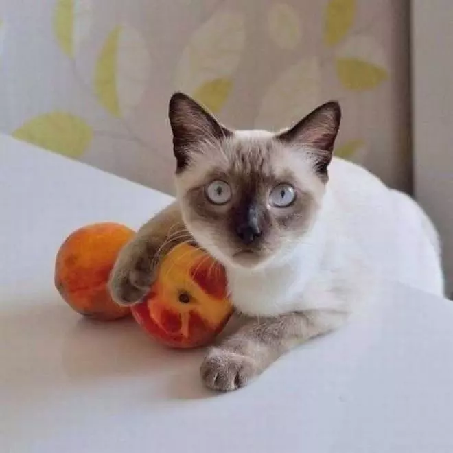 The Peachiest Cat