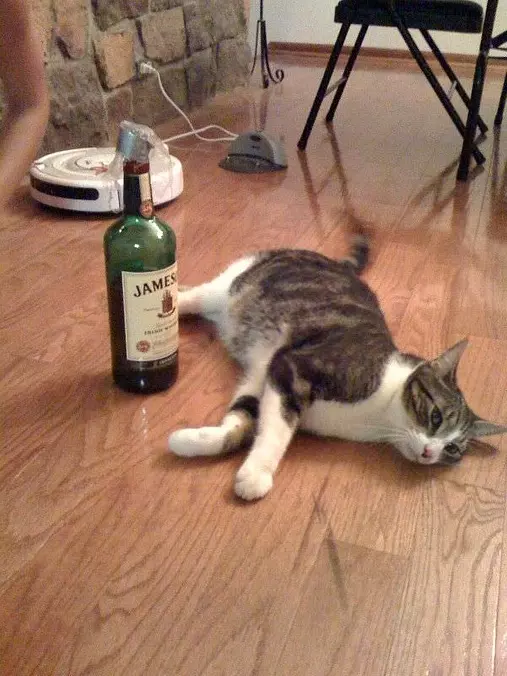 Jamo Cat