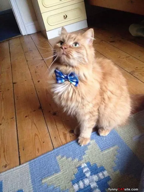 Do You Like My Bowtie
