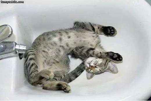 Asleep In The Sink