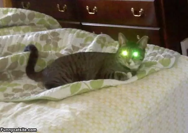 Lasers Charged And Ready