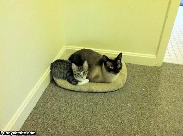 Sharing The Bed