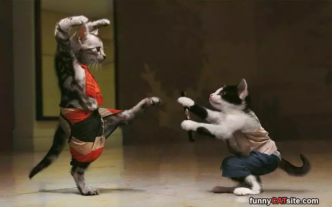 Ninjas