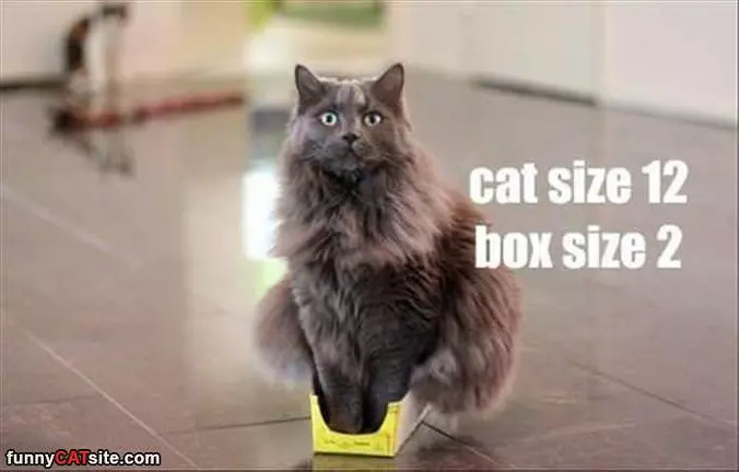 Cat Size 12