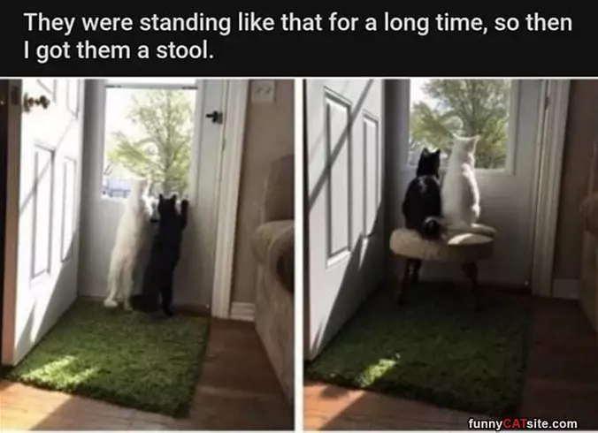 Got Them A Stool