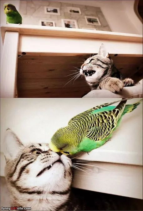 Me And The Bird