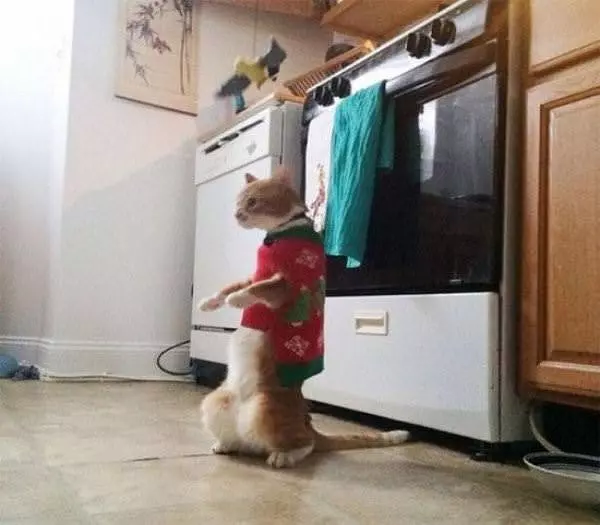 The Christmas Cha Cha