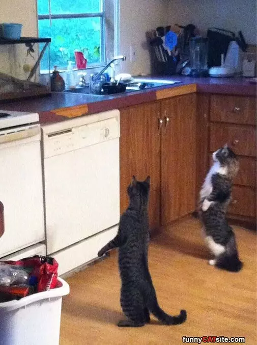 Who Is Taller