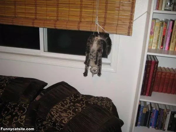 Just Hanging Around