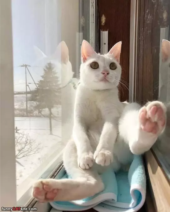 Look At My Foot