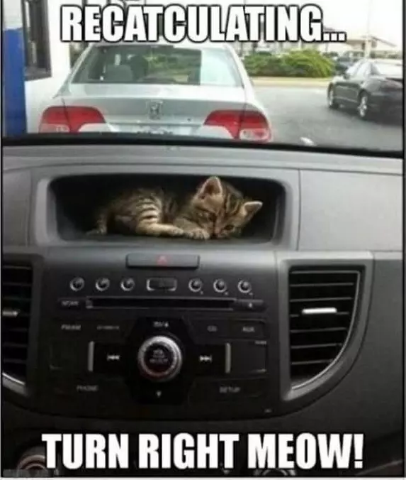 Gps Cat