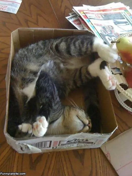 This Box Is So Perfect