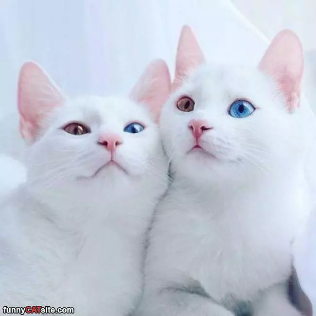 Opposites