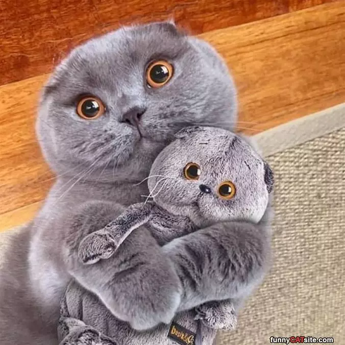 I Have This Cute Teddy