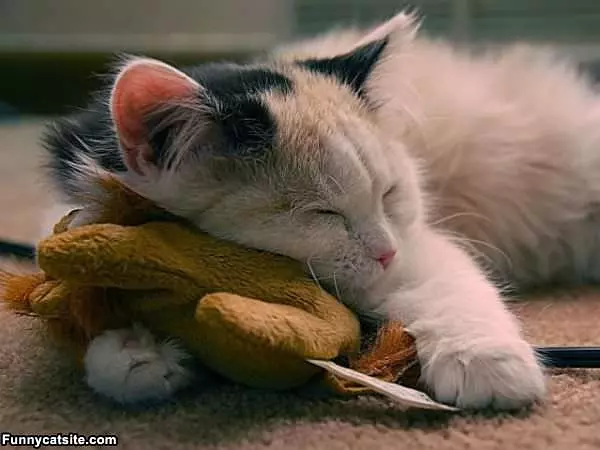 This Is My Pillow
