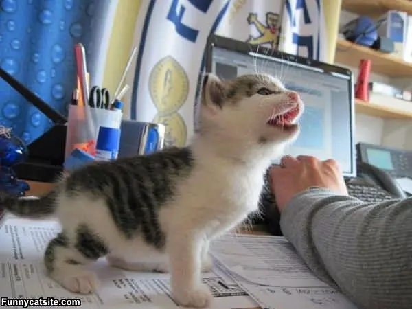 Kitten Says Feed Me