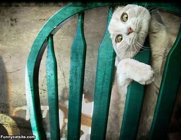 I Hate This Chair