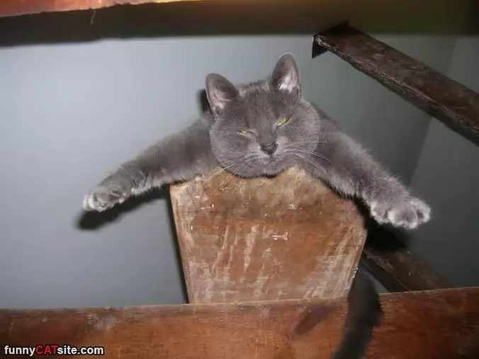 I Am So Lazy