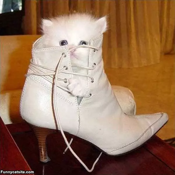 Shoe Cat