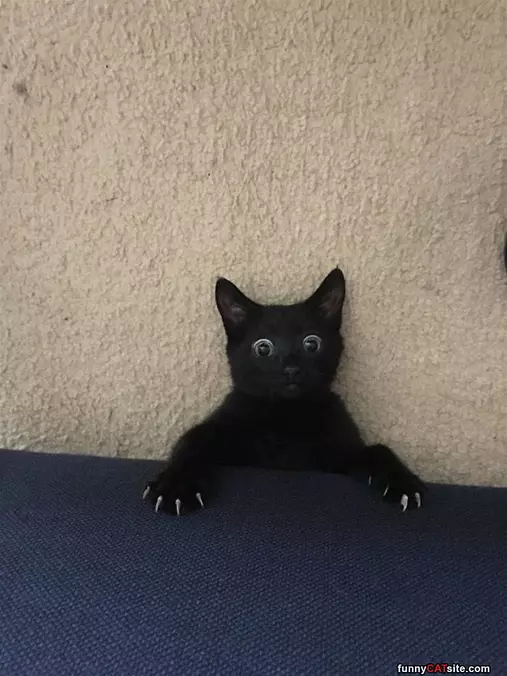 Rawrrrrrrrrrrrr