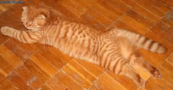 Blend In Cat