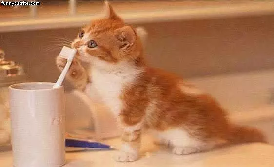 Kitten And Tooth Brush