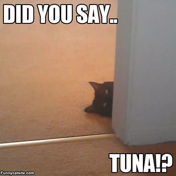 What Did You Say