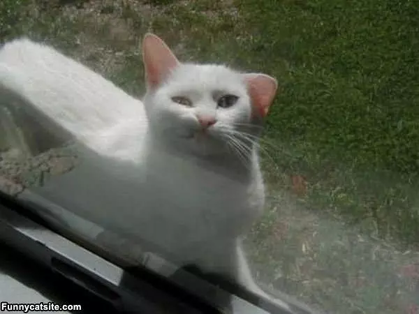 Seriously Let Me In Already