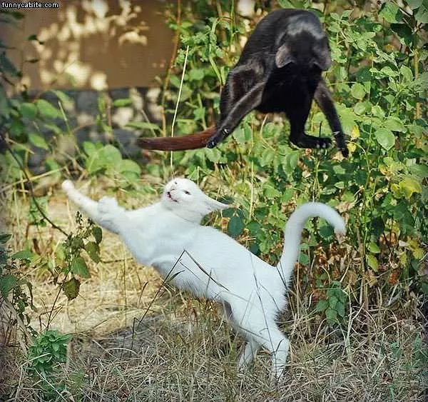 Fight-like-karate