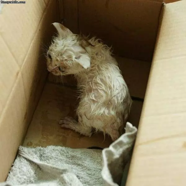 Box Cat