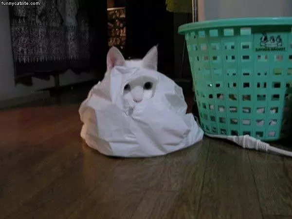 Ninja