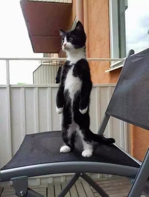 Whoa What Is Over There