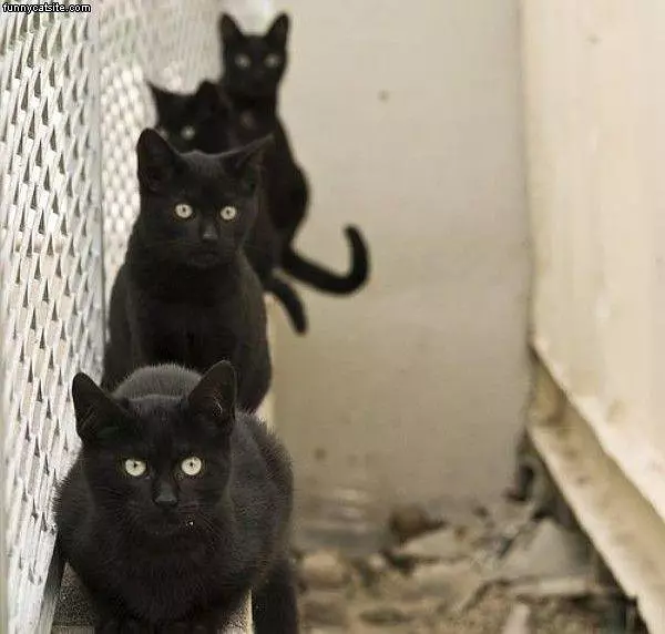 4 Black Cats