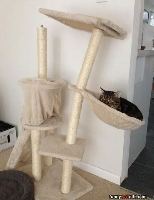 Kitty Needs A Diet