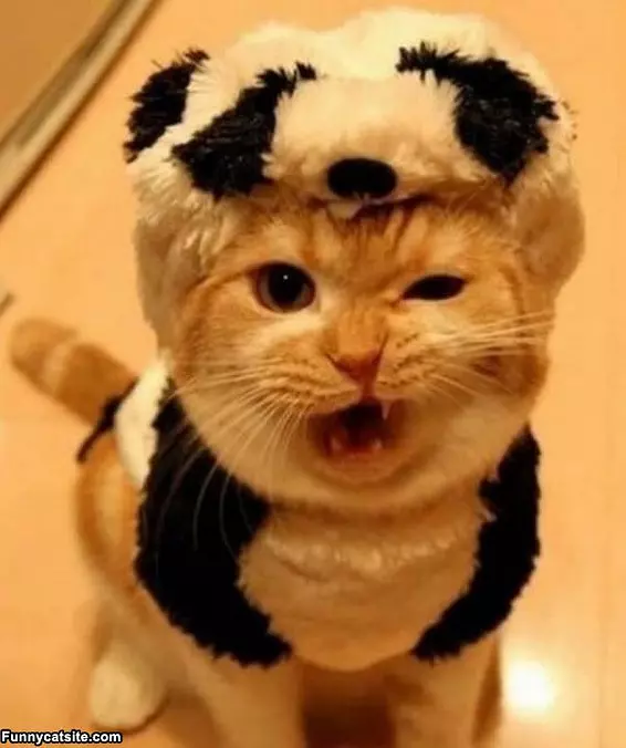 Rawwwwwwr