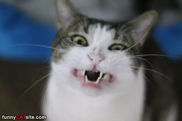 Hows My Teeth Look