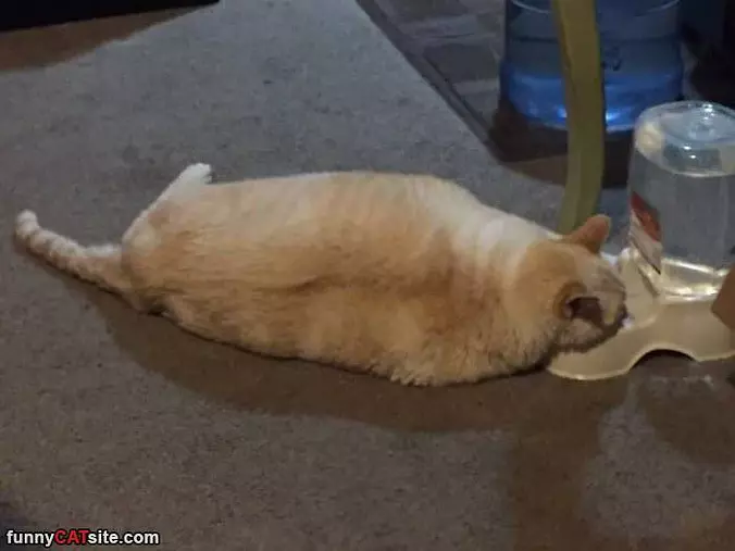 Too Lazy To Stand