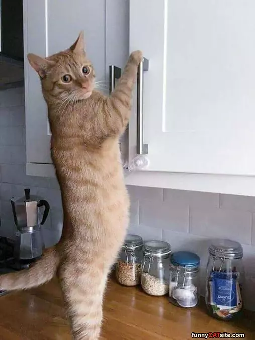 Can I Get A Snack In Here